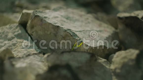 夏天山上一块石头上的绿昆虫视频的预览图