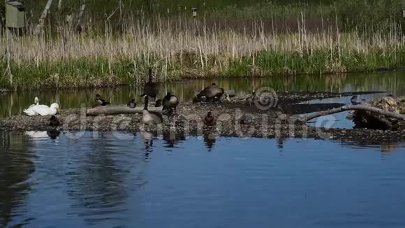 两只小鹅和它们的父母鹅在小岛上视频的预览图
