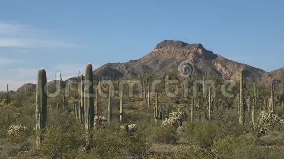 亚利桑那州的一个风琴管仙人掌和提罗森峰下午拍摄视频的预览图