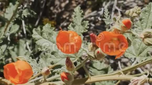 亚利桑那州阿霍附近的风琴管仙人掌国家纪念碑埃默里的球形花朵特写视频的预览图