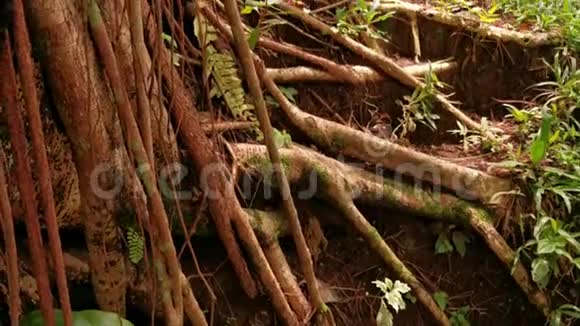 松林中央大榕树的根视频的预览图