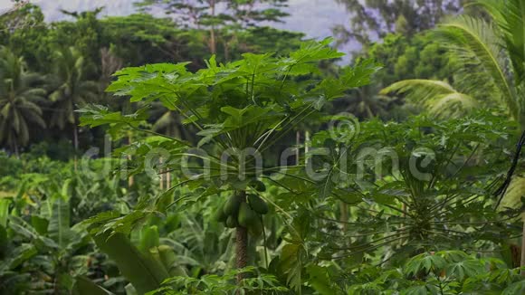 木瓜树和绿掌树背景塞舌尔马埃岛视频的预览图