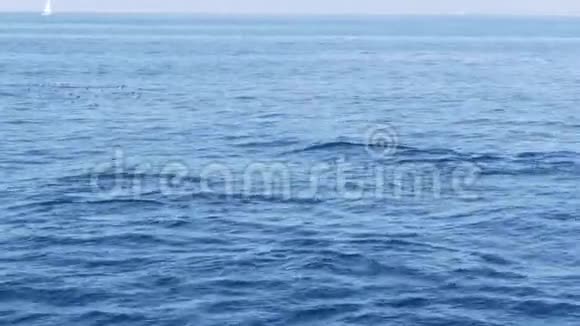 从船上观看普通海豚吊舱在开放的水中鲸鱼观看旅游南加州嬉戏跳跃视频的预览图