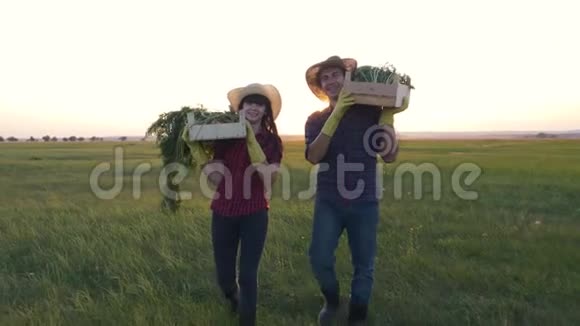 团队合作农民家庭走在一片绿色的田野上满是新鲜蔬菜的木箱自然成熟视频的预览图