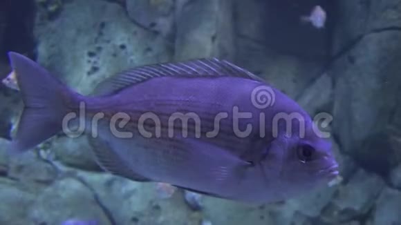 一条紫色的鱼漂浮着视频的预览图