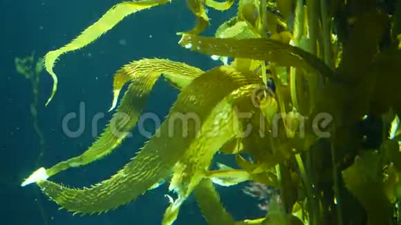 光线通过巨大的海带森林过滤囊藻潜水水族馆和海洋概念水下视频的预览图