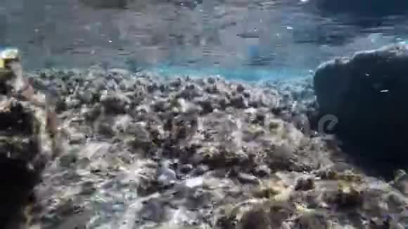 地中海海底有海草自然光意大利视频的预览图