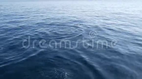 从船上观看普通海豚吊舱在开放的水中鲸鱼观看旅游南加州嬉戏跳跃视频的预览图