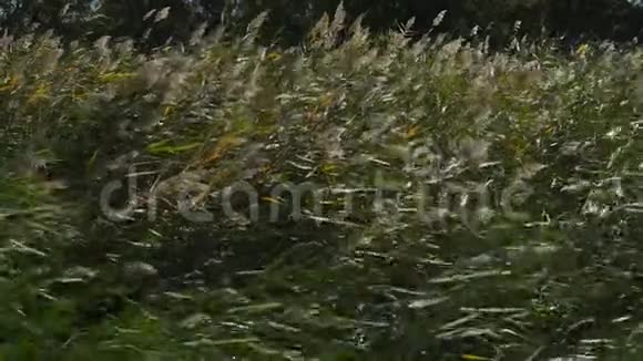法国奥西塔尼法国戈勒西亚小卡玛格斯卡曼德自然区域公园视频的预览图