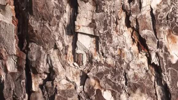 马栗树皮树皮和树干赋予的纹理视频的预览图