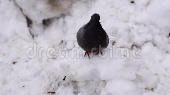 特写鸽子坐在白雪上鸟在公园里清理羽毛视频的预览图
