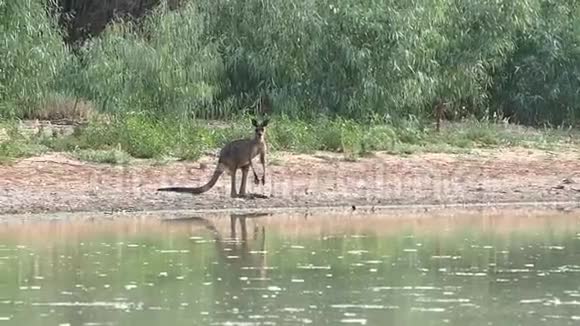 一个美丽的袋鼠是从博根河在新南威尔士州的尼根地区城镇饮用水视频的预览图