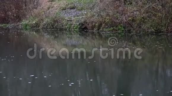 一条缓慢的河流视频的预览图