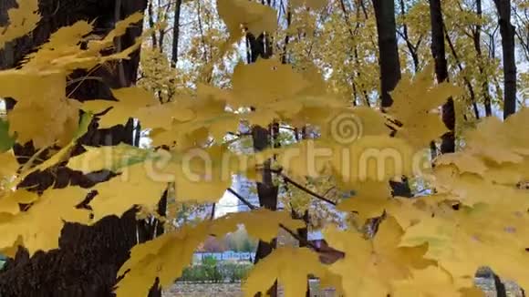 一棵枫树的枝条秋天落下来的黄颜色的叶子随风摆动视频的预览图