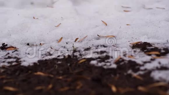 在融化的雪附近的地面上特写废旧塑料瓶视频的预览图