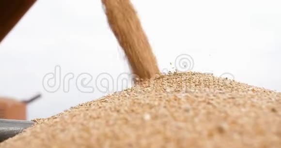收割小麦谷物农业收割小麦农业视频的预览图