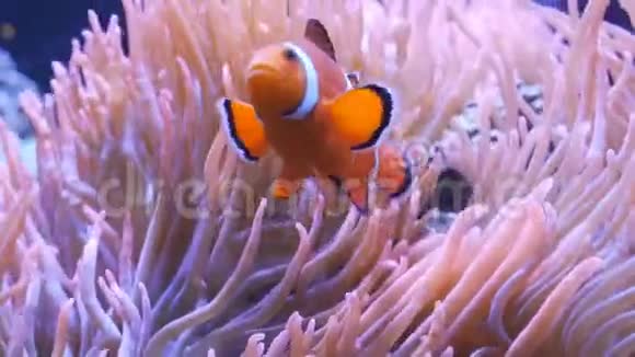 近距离追踪一只橙色和白色小丑鱼视频的预览图