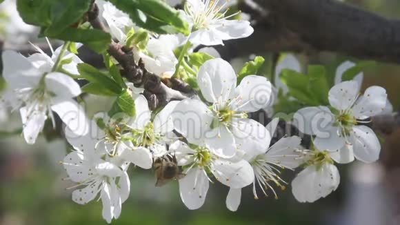 春天日本樱花在树上视频的预览图