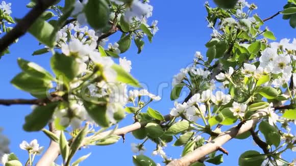 春天日本樱花在树上视频的预览图
