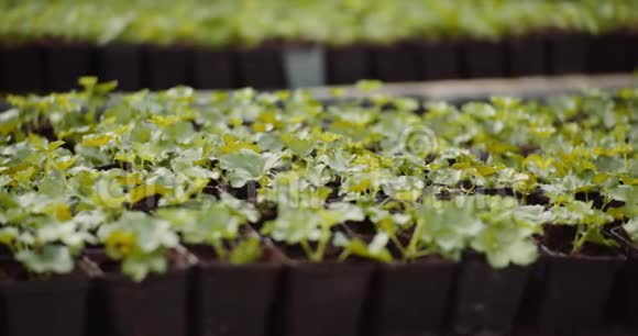 温室农业中的天竺葵幼苗视频的预览图