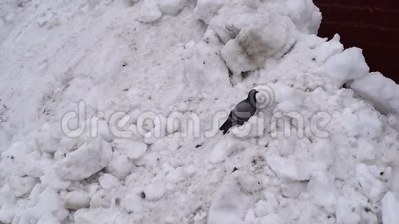 一只灰色的鸽子在阴天走过雪地寻找食物视频的预览图