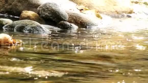 森林中纯净的淡水流视频的预览图