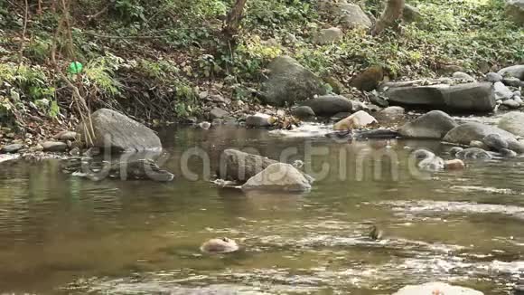 森林中纯净的淡水流视频的预览图