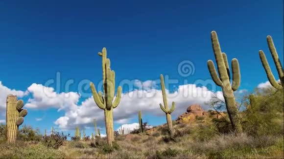 凉爽的沙漠景观随着云和仙人掌的流逝视频的预览图