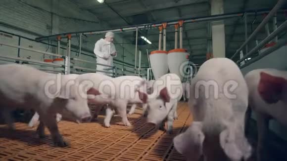 养猪场和一个农场工人观察视频的预览图