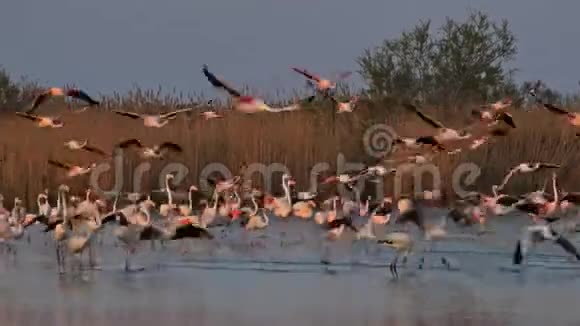 法国卡马尔盖大火烈鸟视频的预览图
