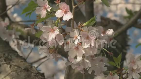 华盛顿的樱花盛开视频的预览图