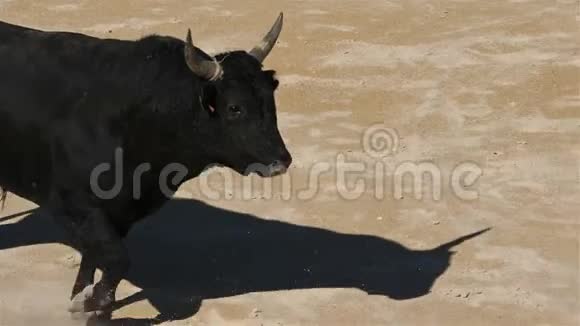 法国卡马格的桑特斯梅尔的法国式的无血斗牛视频的预览图