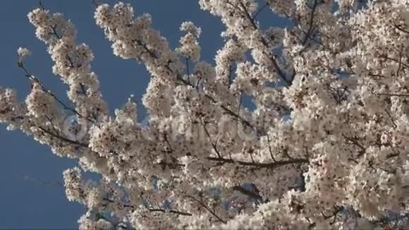 华盛顿特区带有樱花的低视角枝视频的预览图