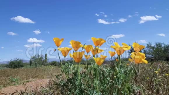 春日五彩缤纷的沙漠野花和蜜蜂视频的预览图