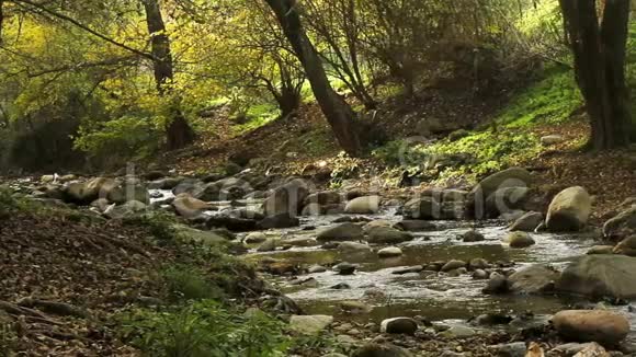 天然森林小溪河视频的预览图