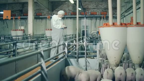 喂养幼猪和一名男性专家兽医观察视频的预览图