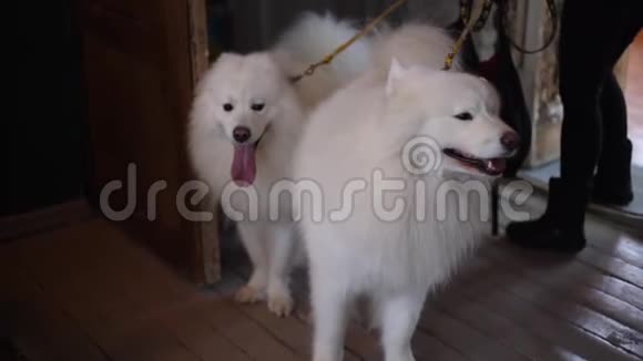 两只美丽的沙莫伊德品种的白狗在散步后和主人一起回家视频的预览图