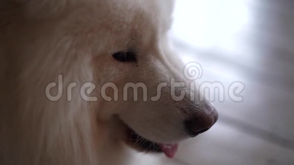 一只白色毛茸茸的萨莫伊德犬的脸特写视频的预览图