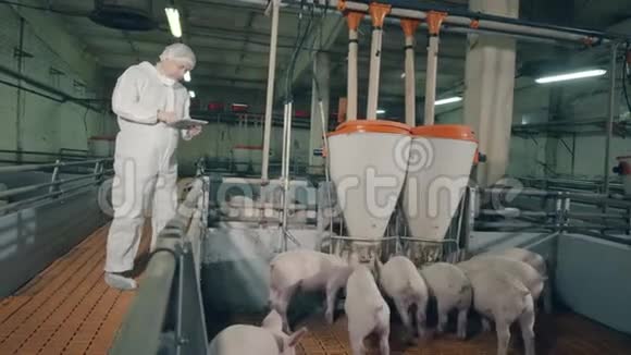 男专家兽医正在观察农场猪喂养视频的预览图