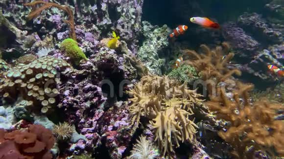 在红海的水下世界五颜六色的珊瑚礁鱼海葵和小丑鱼漂浮在海洋水族馆里视频的预览图