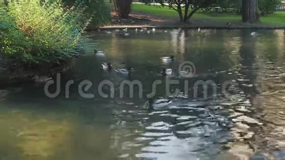 许多美丽的野鸭在公园池塘里游泳池塘里长满了树木和植被有棕色和亮绿色的鸟视频的预览图