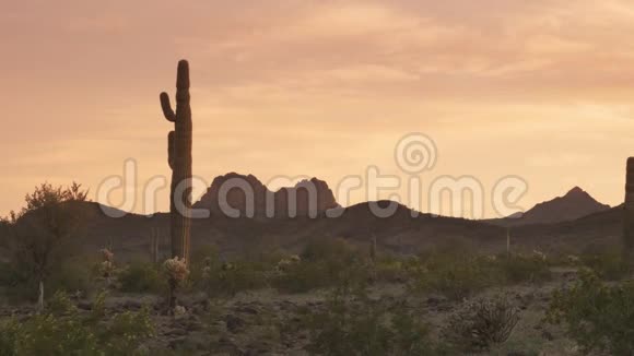 亚利桑那州吉拉弯附近一棵仙人掌的日落景色视频的预览图