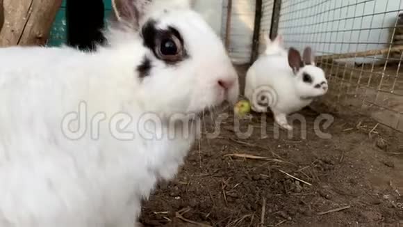 可爱的饥饿的家庭毛茸茸的白色和黑色斑点农场兔子兔子在动物农场的笼子后面乞讨视频的预览图