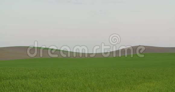 农业麦田农业发展视频的预览图
