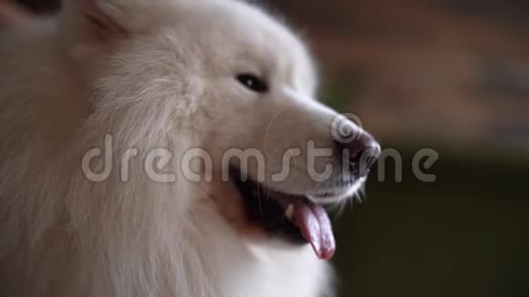 一只白色毛茸茸的萨莫伊德犬的脸特写视频的预览图