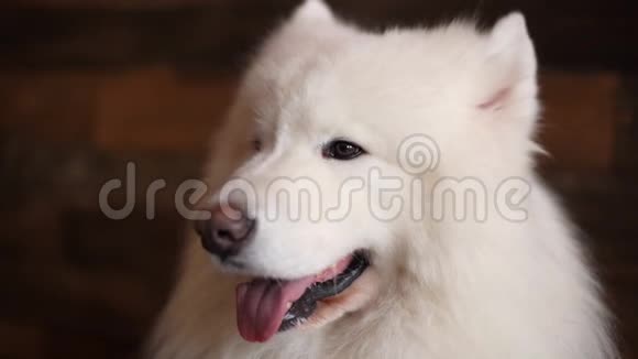 萨莫伊德品种的一只白色狗脸的特写视频的预览图
