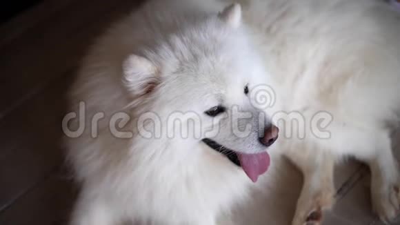 萨莫伊德品种的年轻白狗躺在地上伸出舌头呼吸视频的预览图