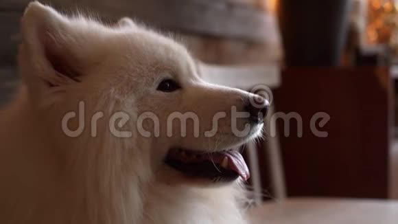 美丽的白狗品种萨莫伊德呼吸与他的舌头伸出视频的预览图