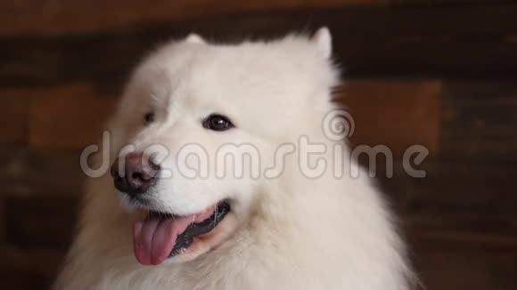 萨莫伊德品种的一只白色狗脸的特写视频的预览图