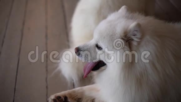 撒莫伊躺在地上的一只白狗的画像视频的预览图